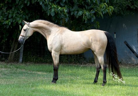 arabian horse wild life world
