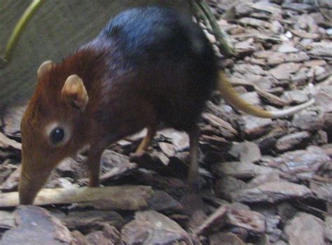 cute rodent flickr photo sharing