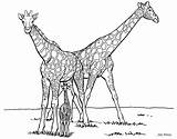 Coloring Giraffe Pages Printable Animal Book Kids Print Template Color Giraffes Family Drawing Library African Realistic Colouring Templates Line Clipart sketch template