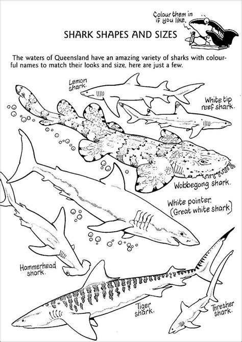 tiger shark coloring page coloringbay