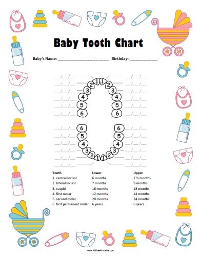 baby tooth chart  printable