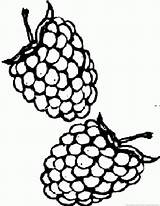 Blackberry Coloring Pages Fruit sketch template