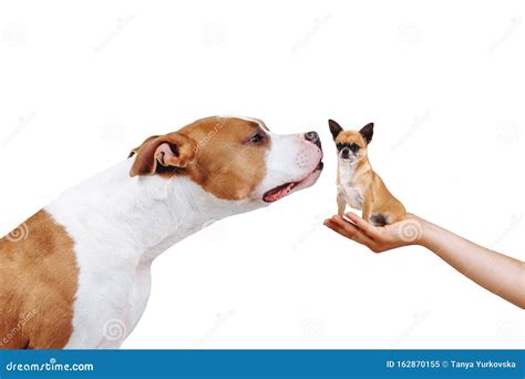 big   small dogs    photo stock image image  dogs hand