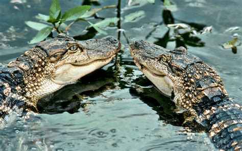 interesting facts  crocodiles starnews