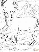 Cervo Mule Cervi Deers Supercoloring Mulo Buck Stampare sketch template