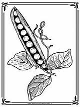 Kacang Mewarnai Polong Pohon Coloring Pea Disebut Alam Populer Benda Mewarnaigambar Flowers Realisticcoloringpages sketch template