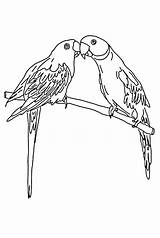 Lorikeet Parrots Parrot Macaw Papagei Ausmalbilder Designlooter sketch template