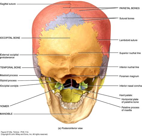 human bone anatomy labeled human skull bones skeleton labeled