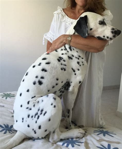 pin  karry ebert  giacomo  dalmatian dalmatian dogs girl