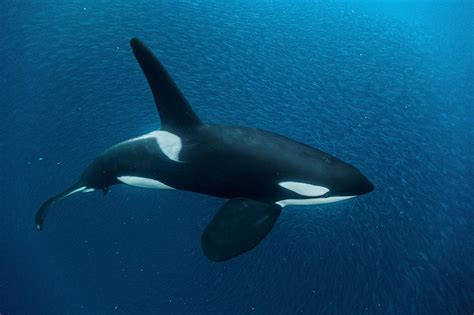 13 killer photos of killer whales