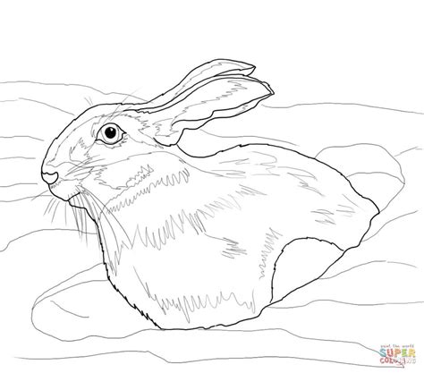 arctic hare coloring page coloring home