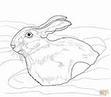 Hare Coloring Snow Snowshoe Arctic Drawing Drift Pages Supercoloring Color Print Printable Version Hares Comments Uprooted sketch template