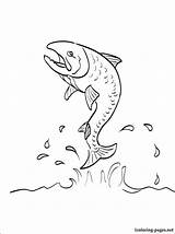 Salmon Coloring Pages Auburn Drawing Fish Chinook King Atlantic Getdrawings Getcolorings Printable sketch template