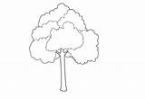 Outline Tree Oak Coloring Clipart Color Library sketch template