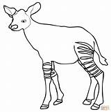 Okapi Coloring Baby Pages Drawing Calf sketch template