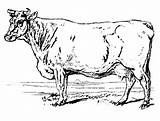 Cow Coloring Realistic Drawing sketch template