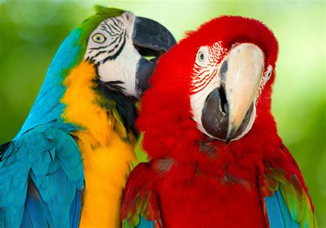 parrot macaw bird wallpapers hd desktop  mobile backgrounds