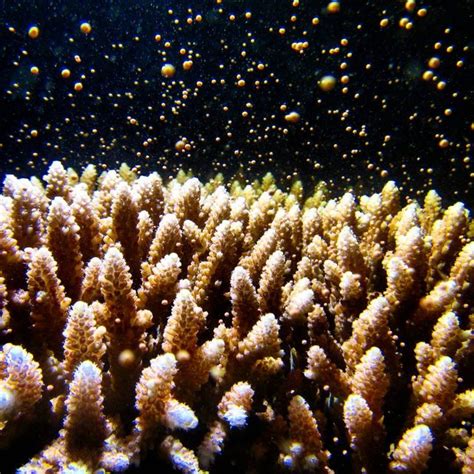 Coral Reefs Having Sex Annual Spawning Event Written