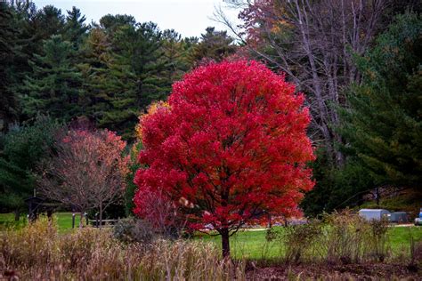 red tree pentaxforumscom