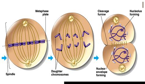 anaphase  diagram related keywords suggestions anaphase  diagram