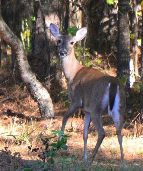 White Tailed Deer Coosa County Sheriff Alabama