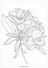 Rhododendron Delphinium sketch template