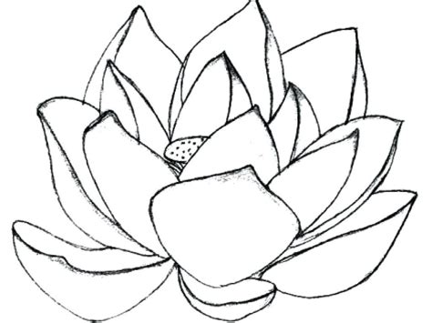 lotus coloring pages  getdrawings