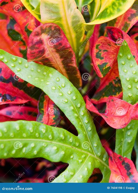 colorful tropical leaves royalty  stock  image