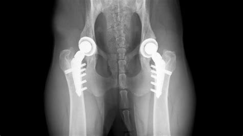 veterinary thr total hip replacement implant kyon