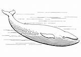 Whale Coloring Pages Kids Printable Sperm sketch template