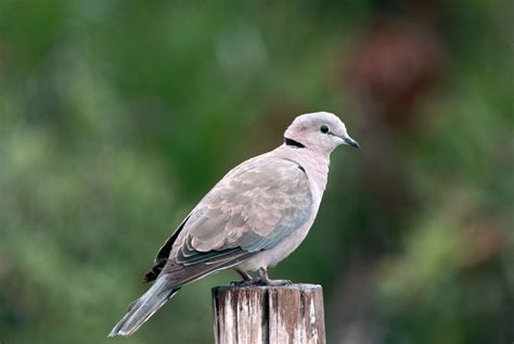 species profile   ring necked dove