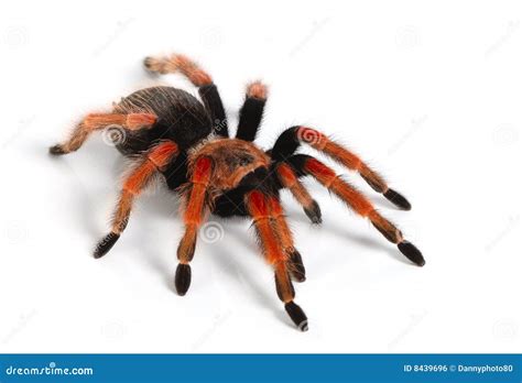 mexican redknee tarantula stock photo image  hairy