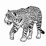 Jaguar Coloring Pages Realistic Coloringbay sketch template