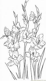 Gladiolus Gladiolos Supercoloring Coloringpages101 Gladioli Sheets Flor Gladiolo Adult sketch template