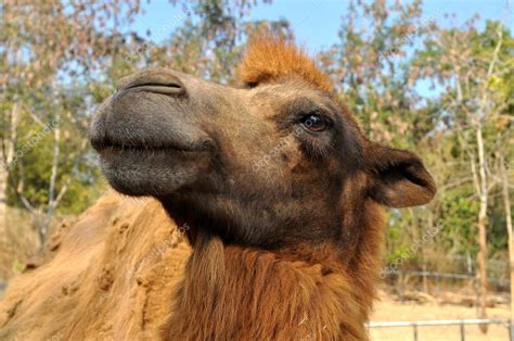camello bactriano foto de stock  mazikab