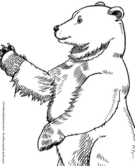 wild animal coloring pages large standing bear coloring page  kids