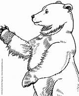 Orso Urso Colorir Desenhos Ursos Profilo Honkingdonkey Pardo Stampare Orsi sketch template