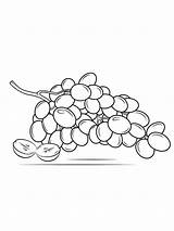 Coloring Pages Grape Grapes sketch template