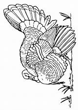 Turkey Coloring Pages Wild Printable Print Merriam Thanksgiving Kids Size Parentune Books sketch template