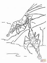 Garnelen Colorear Ausmalbild Ausmalen Gambero Crevettes Wasserpflanzen Garnele Coloriages Shrimps Crostacei Kategorien sketch template