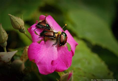 9 scents that japanese beetles hate and how to use them pest pointers