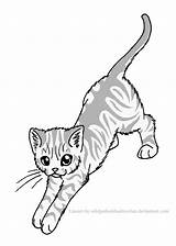Tabby Cats Warrior Pages Wildpathofshadowclan Lineart Stretch Stand Cat Template Deviantart sketch template