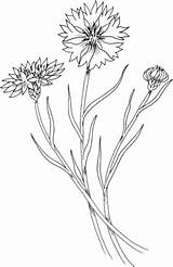 Kornblume Cornflower Wildflower Bleuet Fiordaliso Ausmalbild Supercoloring Ausmalbilder Cornflowers Coloriages Kategorien sketch template