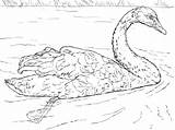 Colorare Swans Whooper Cigni Trumpeter Supercoloring Sirius Fresco Drawings Cigno sketch template
