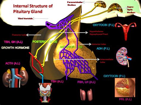 manash subhaditya edusoft human hormone system important biochemicals that controls our