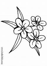 Coloring Flower Pages Flowers Jasmine Drawing Traceable Patterns Tulip Outline Three Lily Hearts Simple Drawings Getdrawings Clipart Printable Color Colouring sketch template