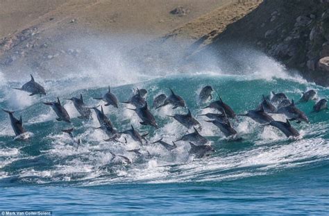 40 dolphins cought on camera riding waves in south africa