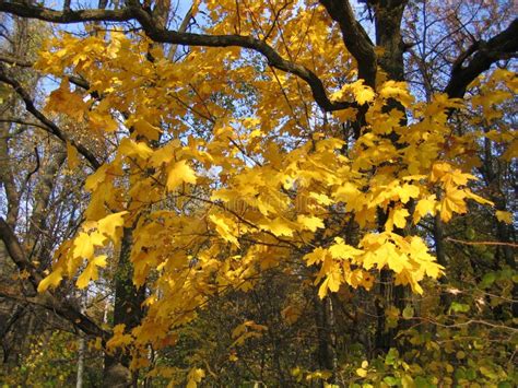 autumn bright yellow maple tree stock photo image  season flora