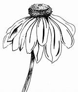 Coneflower Flower Drawing Coloring Cone Drawings Echinacea Line Sketch Flickr Sketches Stem Bene Easy Pages Aimie Google Clipartmag Paintingvalley Search sketch template