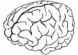 Colorear Cerebro Gehirn Hersenen Cerveau Malvorlage Disegno Humano Kleurplaat Cuerpo System Digestive Colouring Téléchargez Ausmalbild Getdrawings Grote Scarica Grandes Edupics sketch template